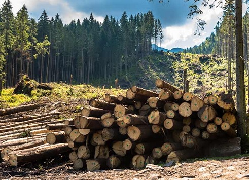 वनों का विनाश एक पर्यावरणीय अध्ययन