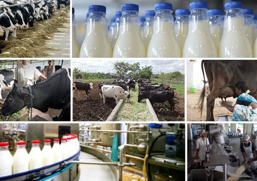 AN OVERVIEW OF MAJOR ISSUES AFFECTING MILK PRODUCTION IN DAIRY SECTOR WITH REFERENCE TO TAMILNADU
