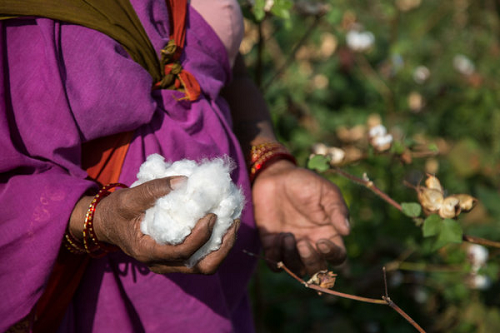 CULTIVATION OF COTTON: A STUDY ON FACTORS AND PROBLEMS
