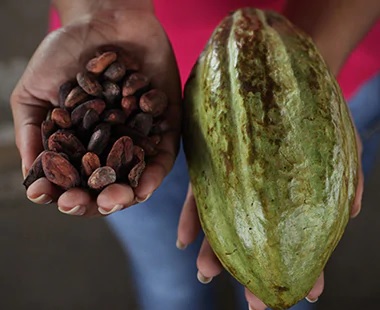 ADOPTION OF GOOD AGRICULTURAL PRACTICES (GAP) IN THE IVORIAN COCOA FARMS: REGENERATION TECHNOLOGIES PUT TO THE TEST OF FARMERS FIELD