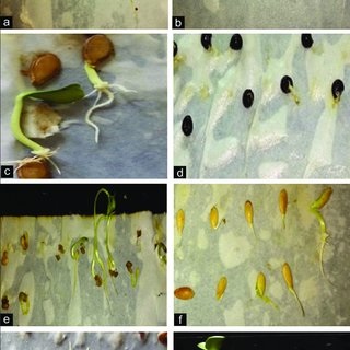 EFFECTS OF ON SEED GERMINATION, SEEDING GROWTH & PATTERN OF  ELEUSINECORACANA (G) : AN OVERVIEW