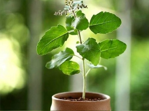 STUDY OF PLANT TULSI AND ITS BENEFITS FOR HUMAN BEINGS