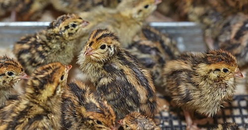GROWTH PERFORMANCE OF GROWING QUAILS