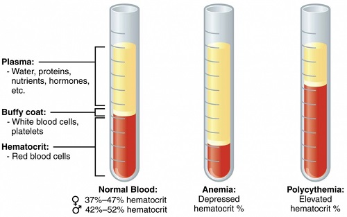 PACKED CELL VOLUME (PCV) & MEASUREMENT OF BlOOD INDICES