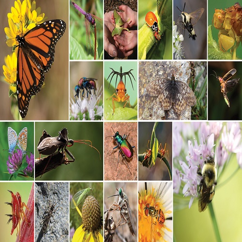 BIODIVERSITY OF INSECTS AND DISTRIBUTION PATTERN: A REVIEW 