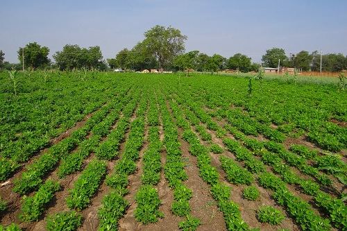 AEROMYCOLOGICAL STUDY OVER GROUNDNUT FIELD IN RENAPUR TEHSIL OF LATUR DISTRICT