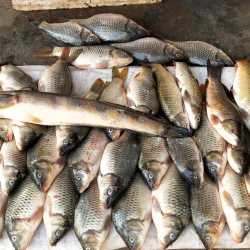 STUDIES ON FISH DIVERSITY IN WATER BODIES OF PONDI FISH  FARM MAIHAR (M.P.)