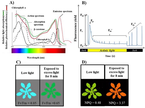 CHLOROPHYLL FLUORESCENCE SPECTRAL IS PERFECT TOOL FOR  DETECTION OF PLANT DISEASES