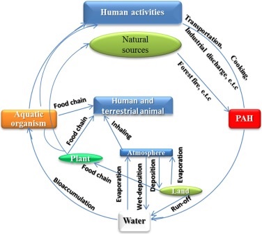 FACTORS AFFECTING REMOVAL OF POLYCYCLIC AROMATIC HYDROCARBONS  FROM SEAWATER BY DRY BROWN SEAWEED PADINA PAVONICA