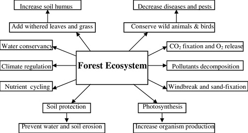 IMPORTANCE OF FOREST ECOSYSTEM
