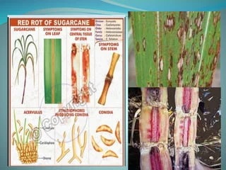 “STUDIES OF SUGARCANE PESTS AND THEIR CONTROL MEASURES WITH  SPECIAL REFERENCE TO RED ROT DISEASE”
