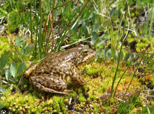 “STUDIES ON ROLE OF AMPHIBIANS IN NATURE”