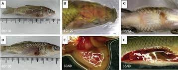“STUDY OF BACTERIAL DISEASES IN FISHES : A REVIEW” 
