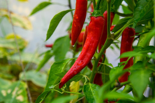 AN ECONOMIC ANALYSIS OF CHILLIES CULTIVATION IN GUNTUR  DISTRICT OF ANDHRA PRADESH