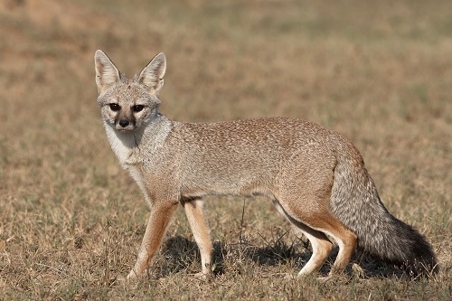 STUDIES ON MAMMALIAN ANIMAL OF INDIAN FOX VULPES BENGALENSIS IN  THE SIDHI DISTRICT