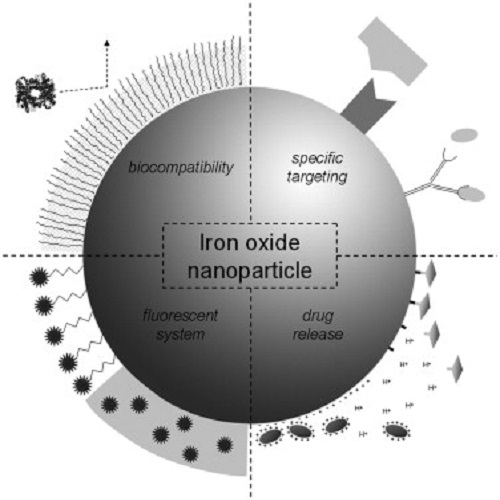 MAGNETIC CHARACTERIZATION OF IRON OXIDE NANOPARTICLES