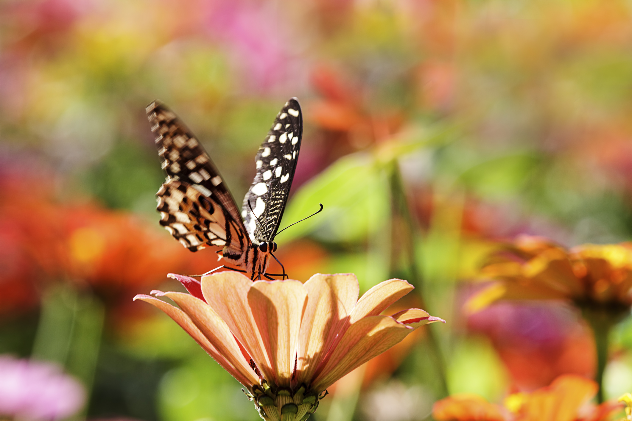 BENEFITS OF BUTTERFLIES TO THE ENVIRONMENT