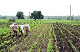 WOMEN AGRICULTURAL WORKERS IN GULBARGA: A SOCIOLOGICAL STUDY