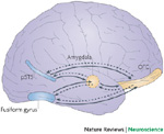 EMOTION PROCESSING NETWORK OF THE BRAIN