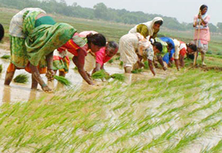 IMPACT OF MGNREGS ON AGRICULTURAL LABOURERS