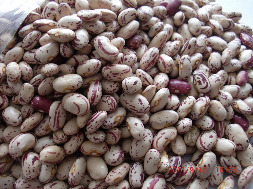 INDUCED GENETIC VARIABILITY FOR SEED GERMINATION AND OTHER YIELD PARAMETERS IN KIDNEY BEAN (PHASEOLUS VULGARIS L.).