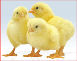 STUDIES ON COMPARATIVE EFFICACY AND PERFORMANCE INDEX OF  EXPERIMENTAL CAECAL COCCIDIOSIS IN BROILER CHICKS TREATED  WITH MERCURIUS CORROSIVUS.