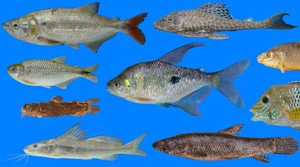 RECORD OF MYXOZOAN PARASITES OF THE GENUS  MYXOBOLUS FROM FRESHWATER FISHES