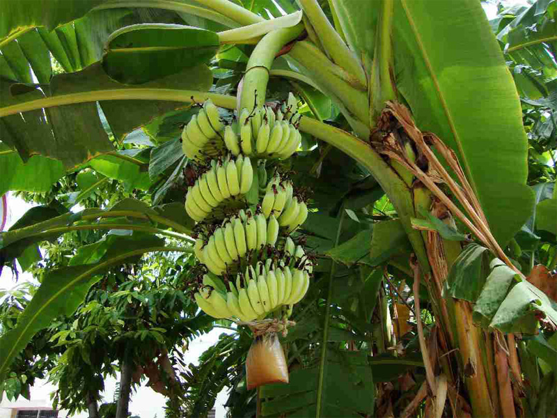 जळगांव जिल्हयातील केळी  उत्पादकांची  दशा आणि दिशा : समस्येचे अध्ययन