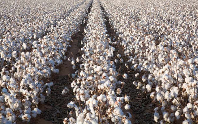COMPARATIVE ANALYSIS OF GROWTH AND INSTABILITY OF COTTON: INDIA VIS-À-VIS WORLD