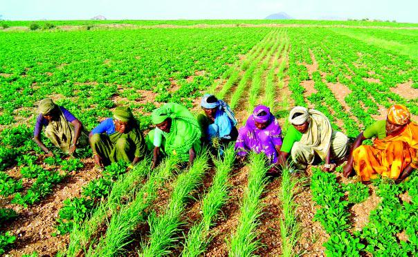DIVERSIFICATION OF CROPPING PATTERN IN INDIA
