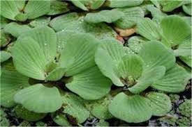 INVESTIGATION ON POTENTIAL OF  EICHHORNIA CRASSIPES AS ANTI-POLLUTANT  AND MANURE: A PRELIMINARY STUDY.