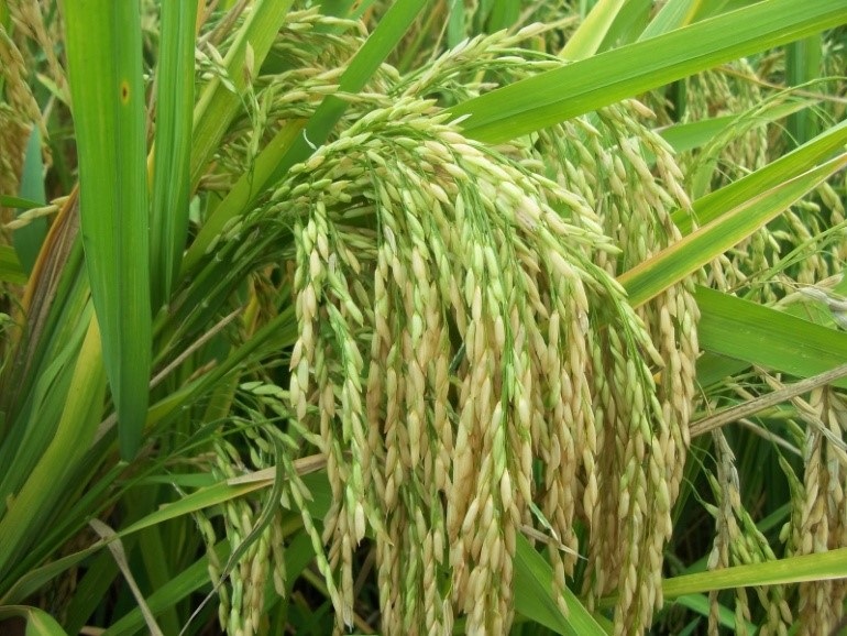 लातूर जिल्हयातील तांदूळ पीक उत्पादकतेचा भौगोलिक अभ्यास