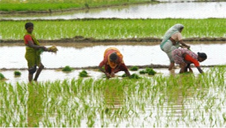 PROBLEMS AND PROSPECTIVE FOR WOMEN  IN AGRICULTURE: A CASE STUDY OF GULBARGA DIST OF  KARNATAKA.