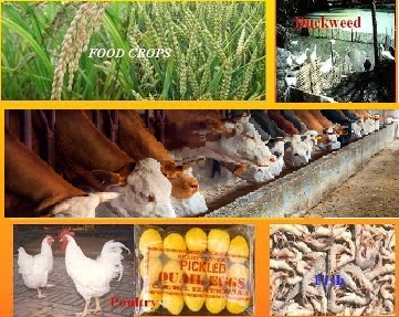 LIVESTOCK REARING AS AN ALTERNATIVE AGRICULTURAL SYSTEM  IN DROUGHT PRONE ANANTAPURAM DISTRICT, ANDHRA PRADESH