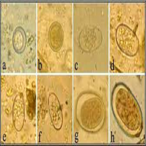 STUDY OF EIMERIA BRUNETTI IN BROILER CHICKEN IN OSMANABAD DISTRICT, MAHARASHTRA