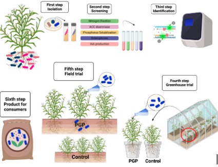 ISOLATION AND SCREENING OF PLANT GROWTH PROMOTING  RHIZOBACTERIA AND ITS ROLE IN PLANT GROWTH PROMOTION