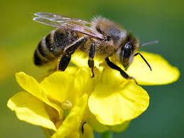 “STUDIES ON HONEYBEE (APIS MELLIFERA) COMMUNICATION  AND POLLINATION”