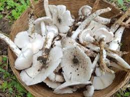 DIVERSITY OF WILD EDIBLE MUSHROOMS (FUNGI) OF CHHATTISGARH