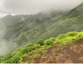 STUDY OF MEDICINAL PLANTS IN THE SAHYADRI RANGES: A CASE  STUDY OF MAHUR REGION, MAHARASHTRA