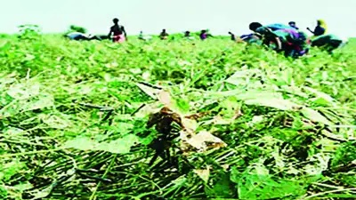 PROBLEMS OF VEGETABLE GROWERS IN KOLHAPUR DISTRICT, MAHARASHTRA