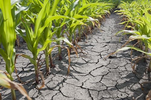 WATER SCARCITY AND ITS IMPACT ON AGRICULTURAL PRACTICES