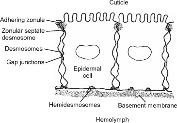 A STUDY ON THE PHYSICAL AND MATERIAL CHARACTERISTICS OF  ANIMAL INTEGUMENTS
