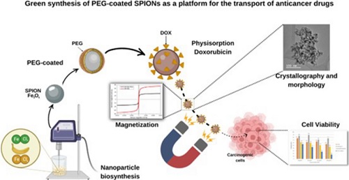 SYNTHESIS AND THERAPEUTIC APPLICATIONS OF SUPERPARAMAGNETIC NANOPARTICLES IN RADIOTHERAPY