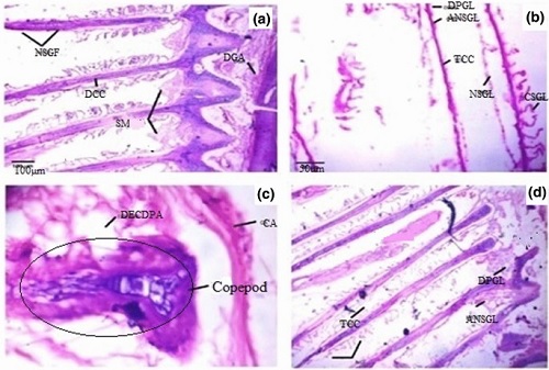 SCANNING ELECTRON MICROSCOPIC AND PATHOLOGICAL STUDY OF  GANGESIA SP. INFECTING WALLAGO ATTU