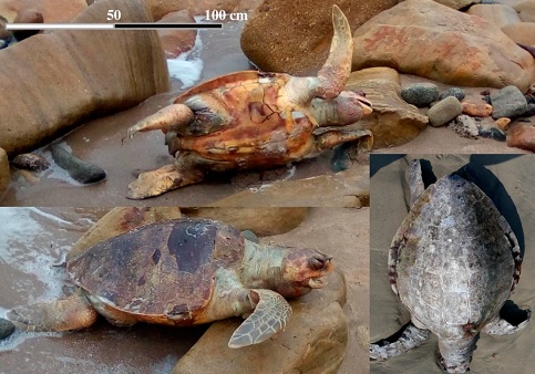 SOCIO-ECONOMIC DRIVERS OF TURTLE EXPLOITATION IN SATNA DISTRICT