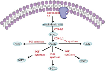 NOVEL SYNTHETIC ROUTES TO PROSTAGLANDIN ANALOGUES
