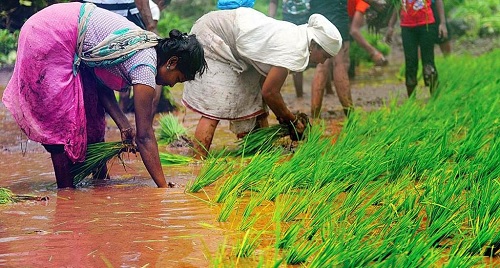 भंडारा जिल्ह्यातील लघु व सीमांत शेतकऱ्यांनी स्वीकारलेल्या शेतीपूरक व्यवसायांची व्यावसायिक  व्यवहार्यता व आव्हाने : एक चिकित्सक अध्ययन