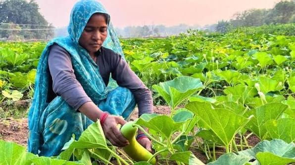 ”फसल प्रतिरूप एवं कृषि उत्पादकता का विश्लेषणात्मक अध्ययन  (सीधी जिले के संदर्भ में)“ 